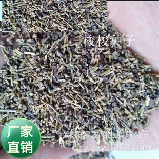 四季播种灌木小乔木 沙漠盐碱地带种植 梭梭种子多种防沙固土