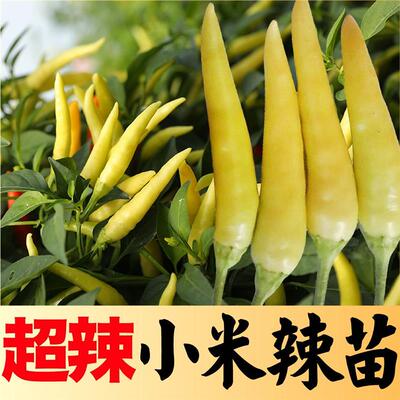 腌制泡椒用白玉小米辣苗秧种子特辣朝天椒种籽阳台盆栽辣椒苗带土