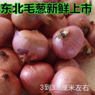 正宗东北农家笨毛葱特产黑龙江省东北毛葱小毛葱香葱头红葱头火葱