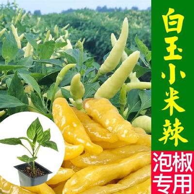 白玉小米辣椒苗秧种子四季高产可腌制泡椒朝天椒辣妹子魔鬼辣椒苗
