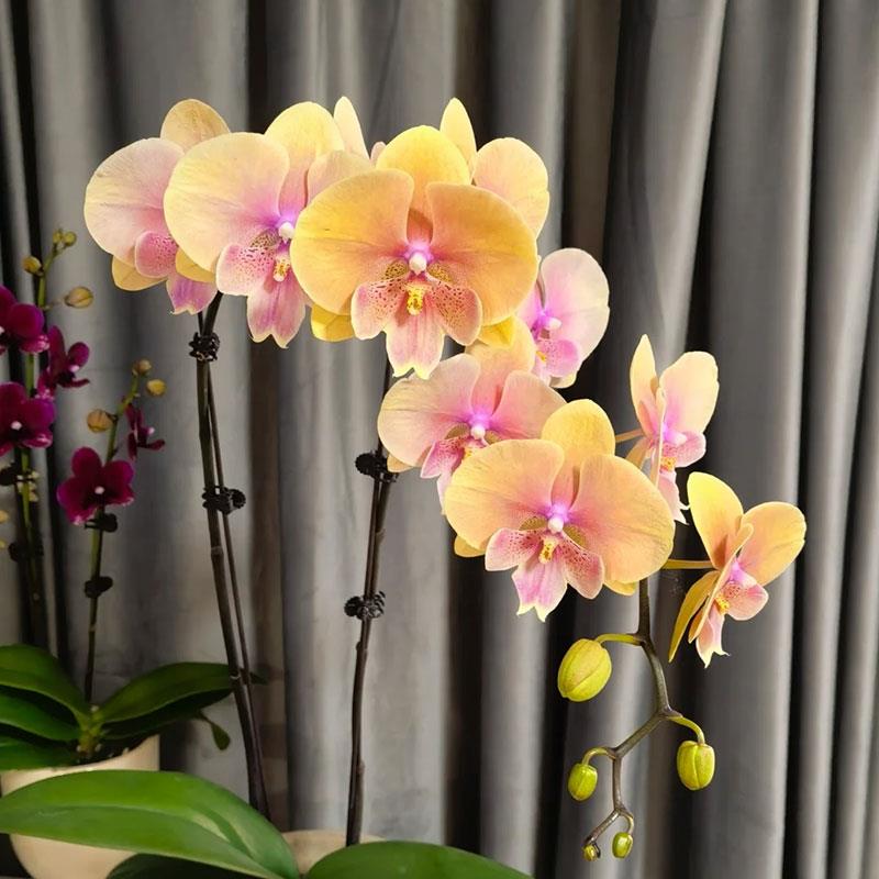 港谷兰业508蝴蝶兰盆栽苗室内客厅办公室桌面四季开花