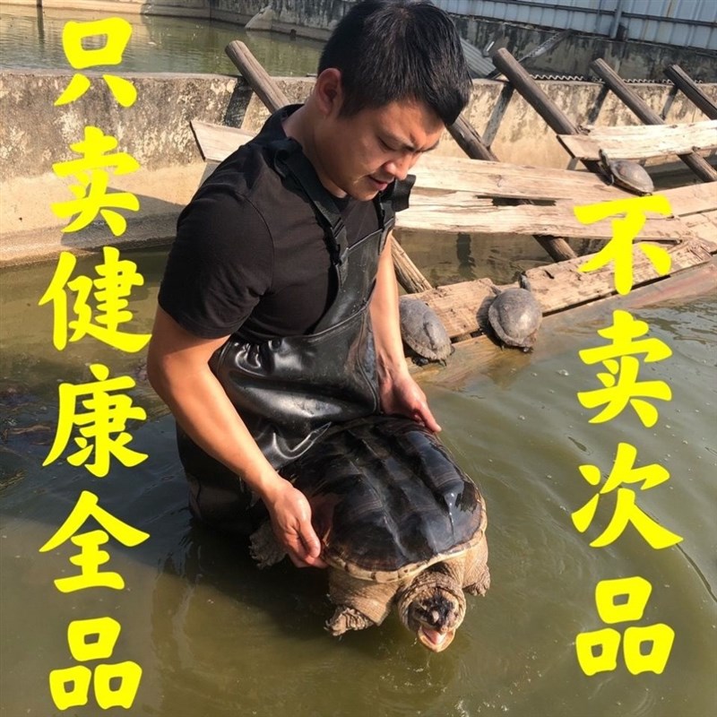 北美鳄龟大鳄龟食用鳄龟活物食用龟/鳖