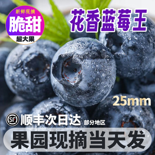 云南抚仙湖花香L25蓝莓当季 高原新鲜现摘蓝梅鲜果脆甜孕妇水果