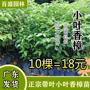 香樟树苗 绿化苗木 驱蚊虫 四季常青 小叶香樟 盆栽地栽