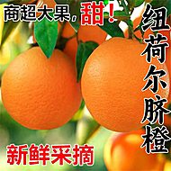 正宗纽荷尔脐橙75mm-80mm大果
