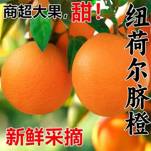 正宗纽荷尔脐橙75mm-80mm大果