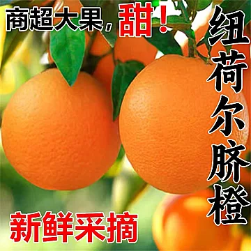 正宗纽荷尔脐橙75mm-80mm大果