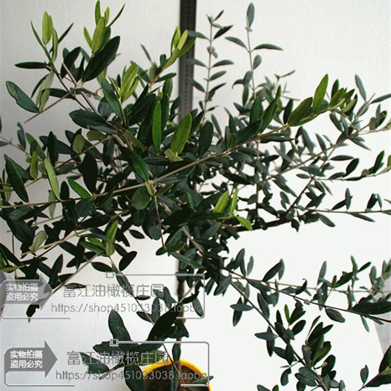 油橄榄树苗盆景3年龄小绿植庭院室内客厅阳台棒棒糖小型真植物