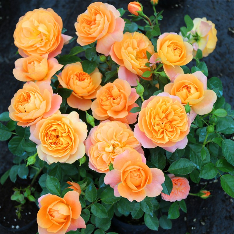 果汁阳台月季花苗盆栽庭院玫瑰海神王阳台月季花苗四季开花卉机器
