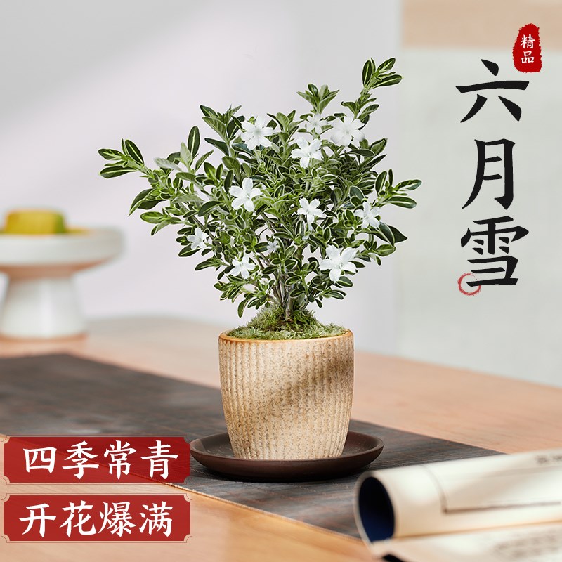 六月雪盆景室内老桩小盆栽植物四季开花卉好养活客厅桌面绿植摆件