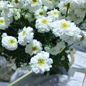 包邮 洋甘菊新鲜花束客厅卧室装 饰拍摄道具摆件小清新插花背景客户