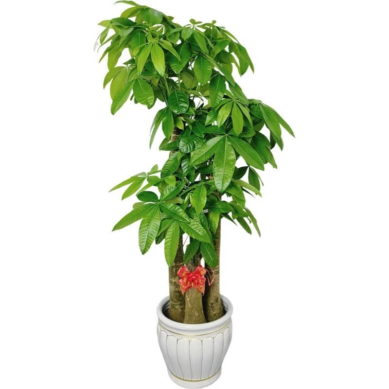 发财树室内大型盆栽观叶除甲醛植物公司开业乔迁送礼招财绿植深圳