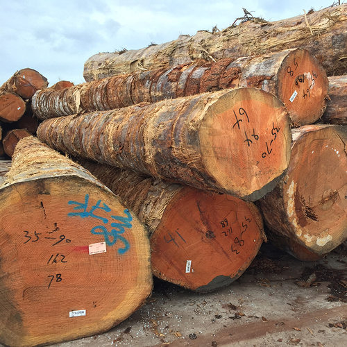河南河北寿材花旗松原木 大直径60-120cm直径 新鲜到货 原木直