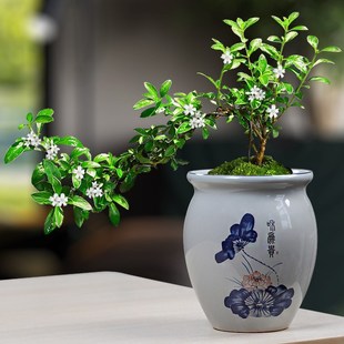 创意家用青花陶瓷小赤叶楠花盆带托盘文竹发财树蝴蝶兰盆栽盆景盆