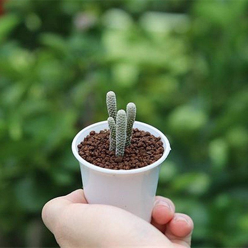 迷你牧师仙人柱多肉植物仙人掌盆栽室内仙人球小人柱多头奇趣稀有