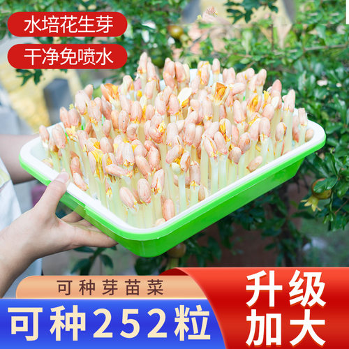 花生芽神器种植盒水培芽苗菜盘专用种植无土栽培发豆芽机育苗盆子