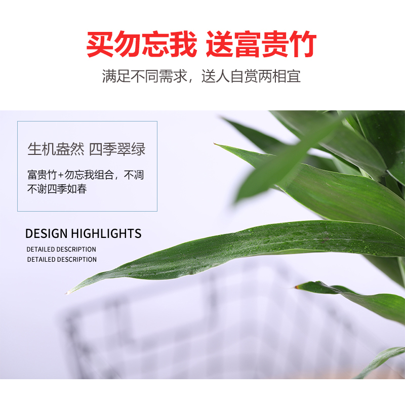 云南勿忘我富贵竹水培植物天然干花花束满天星客厅家居装饰摆件