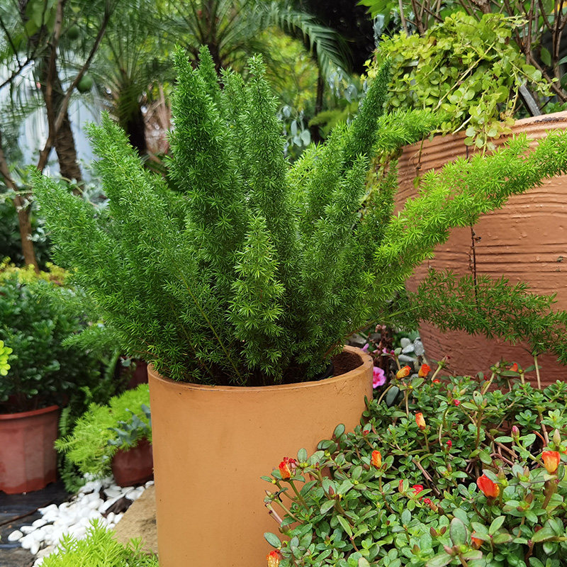 金叶子狐尾天门冬盆栽植物庭院花园绿植四季常绿除甲醛花境花卉苗