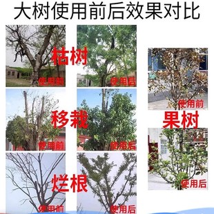 植物复活液大树强力生根药水壮苗粉剂树木移栽营养液花卉绿植通用