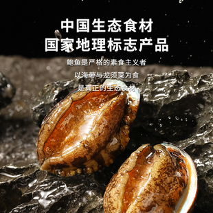 沣运连江鲍鱼特大优选去壳去内脏330黑边鲍鱼肉鲜活捕捞液氮锁鲜