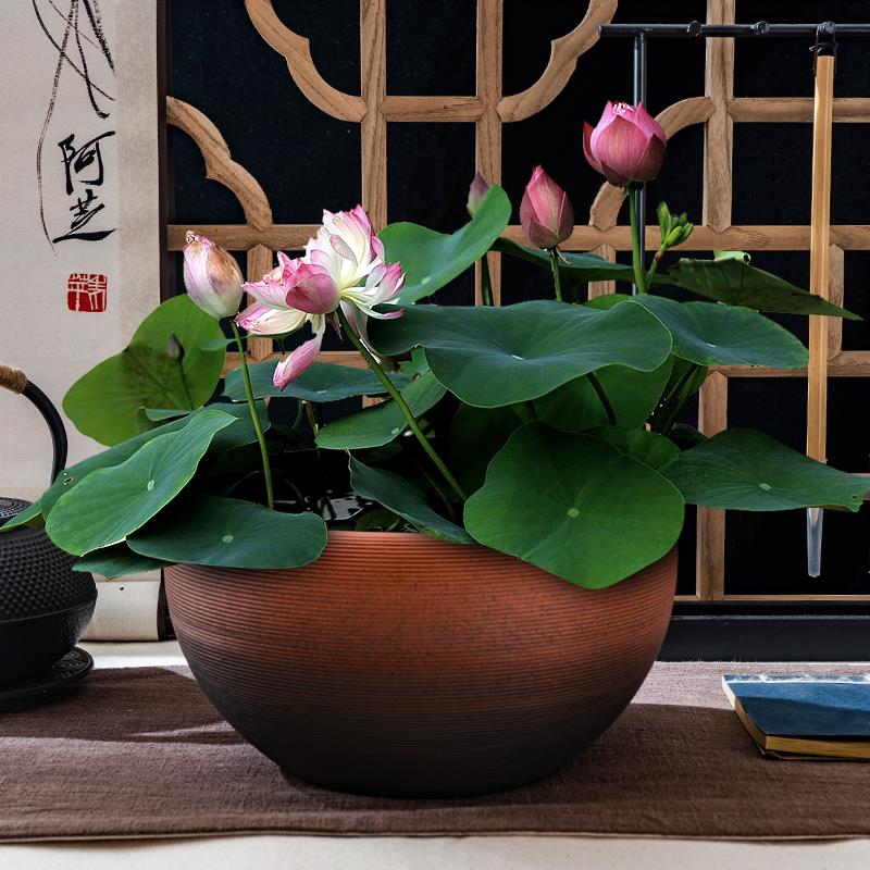 紫砂大口径透气粗陶花盆水培植物盘铜钱草绿植花盆桌面乌龟小鱼缸