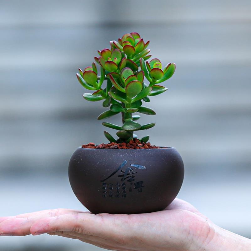 姬红花月小盆栽植物花卉室内办公室绿植适合懒人养的花多肉仙人掌