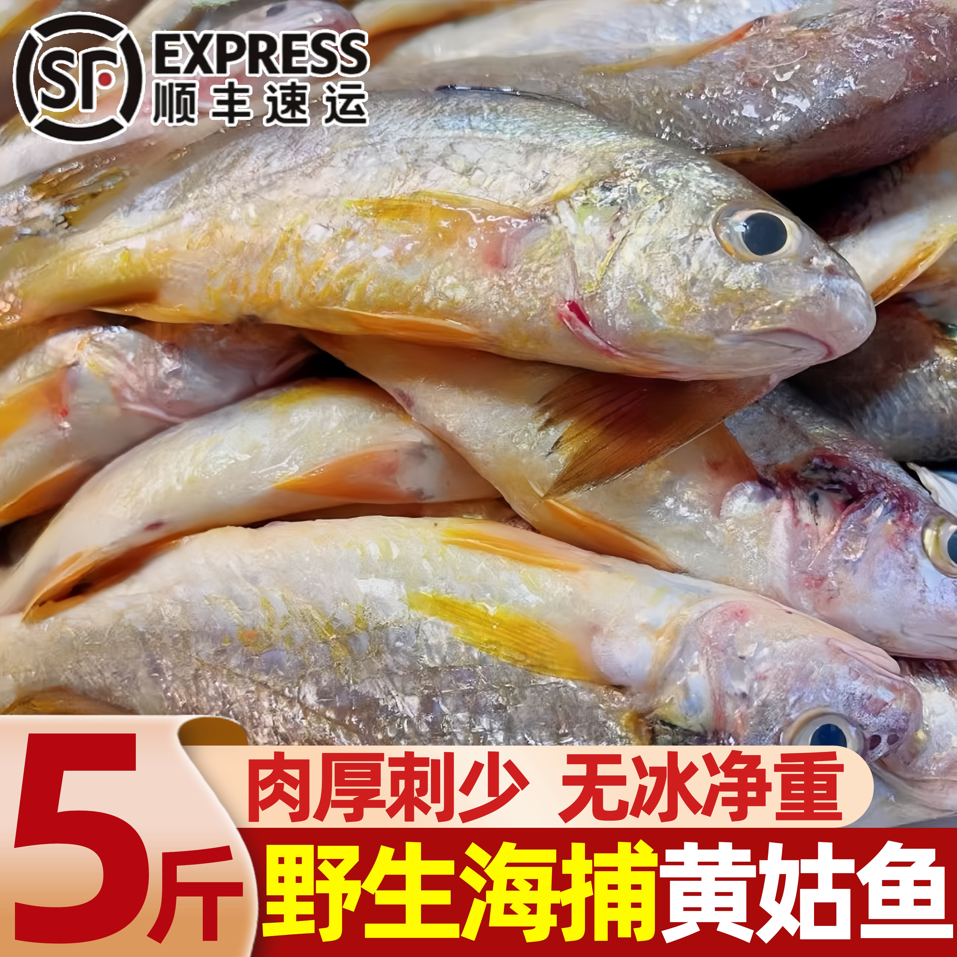 黄姑鱼春子鱼新鲜海捕顺丰包邮