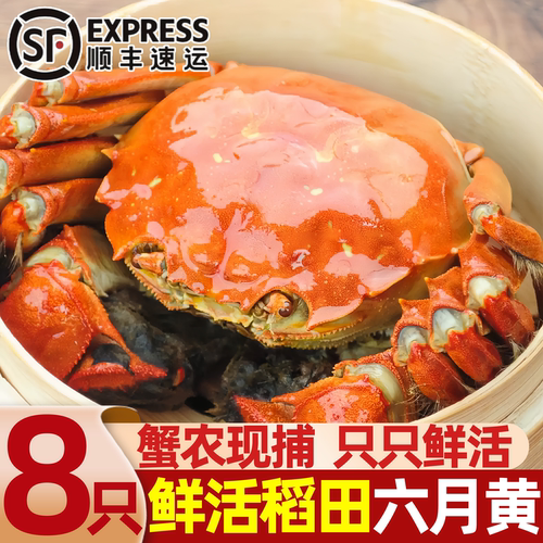 盘锦鲜活六月黄公大闸蟹
