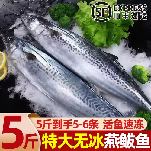 青岛燕鲅马鲛鱼新鲜冷冻整箱