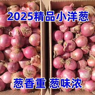 东北特产毛葱自种正宗笨毛葱小毛葱蘸酱毛葱大毛葱头新鲜珠葱包邮