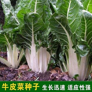 牛皮菜种子 厚皮菜 根达菜种子 蔬菜种子 重庆牛皮菜籽春秋播种