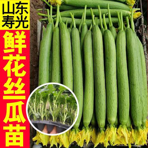 鲜花丝瓜苗秧棱丝瓜种籽子中绿长条肉丝瓜苗早熟阳台庭院带土发货