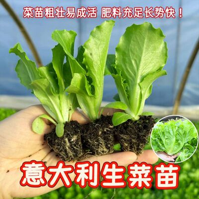 意大利生菜苗带土带根秧苗奶油罗马紫叶水培广东种子四季阳台种植