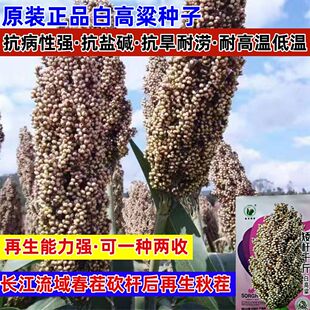 白高粱种子红高粱种子酿酒糯高粱种籽春季高杆矮杆高产抗旱食用