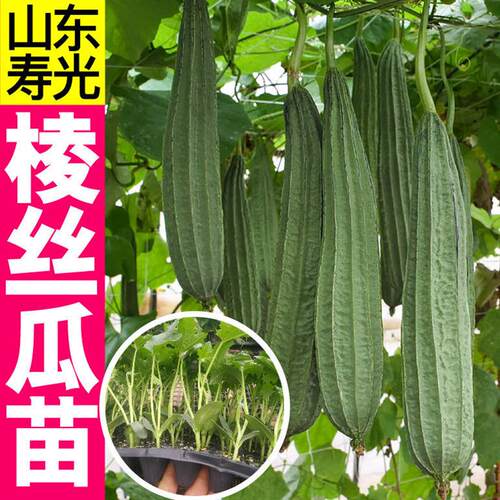 寿光八角棱丝瓜苗秧长短肉丝瓜种子四季春秋盆栽高产蔬菜苗籽早熟