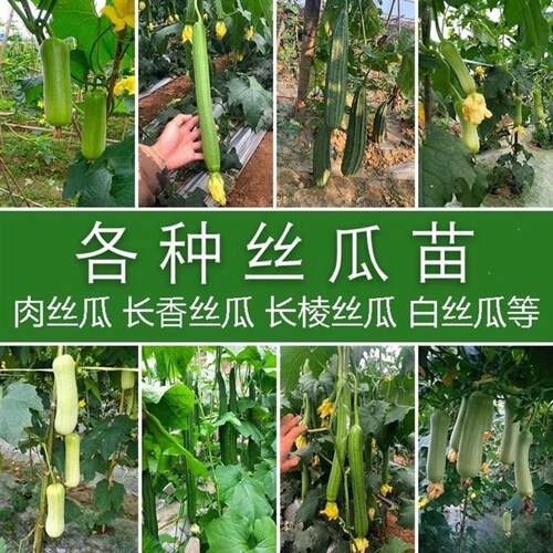 丝瓜苗早熟肉丝瓜苗秧长香丝瓜苗清香丝瓜阳台庭院蔬菜丝瓜秧苗子