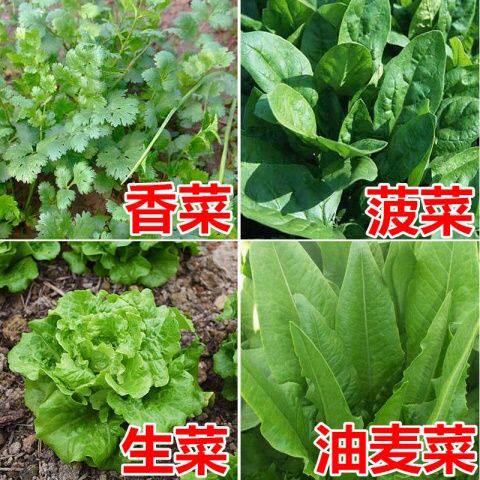 【菠菜香菜油麦菜生菜】4种蔬菜家庭园艺种子