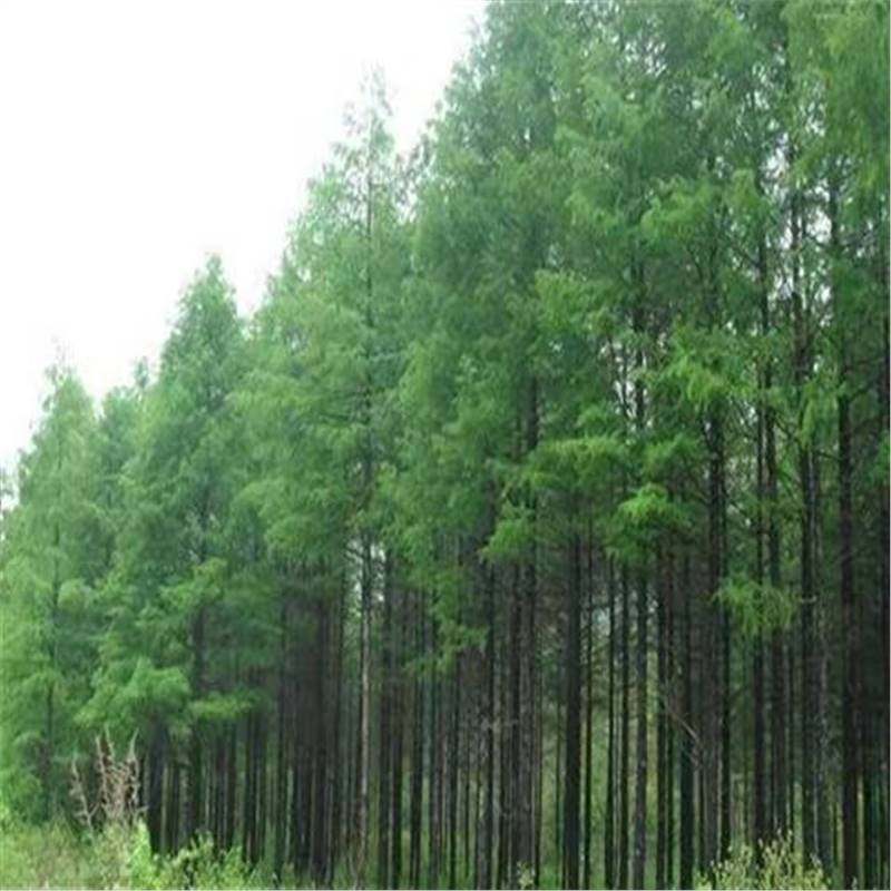 落叶松种子 荒山造林 森林更新的主要树种易活林木种子