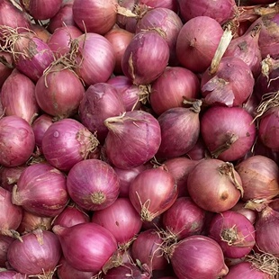 东北特产毛葱新鲜鬼子葱毛葱特大号红葱头农家毛葱种子红葱头圆葱