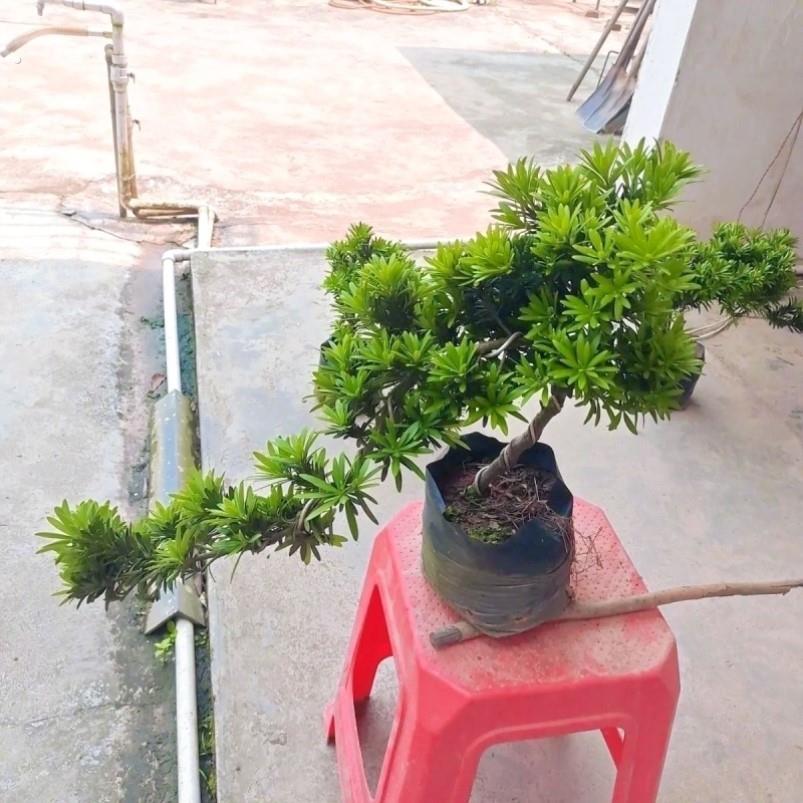 小型罗汉松庭院造型树稀罕植物家庭绿植客厅好养名贵老桩盆景阳台