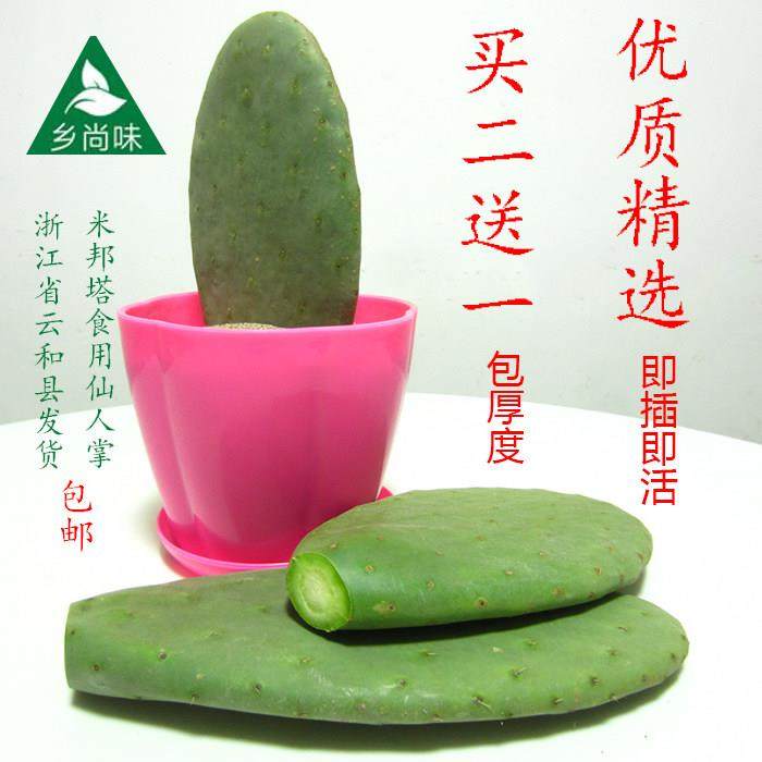 绿色多肉可食用仙人掌扦插育苗盆栽嫁接蟹爪兰开花结果,鲜花速递/花卉仿真/绿植园艺,绿植,淘宝优惠券,粉丝福利购,淘宝优惠卷