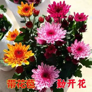 千头菊花苗盆栽秋菊乒乓菊四季观赏食用菊花室内外绿植花卉荷兰菊