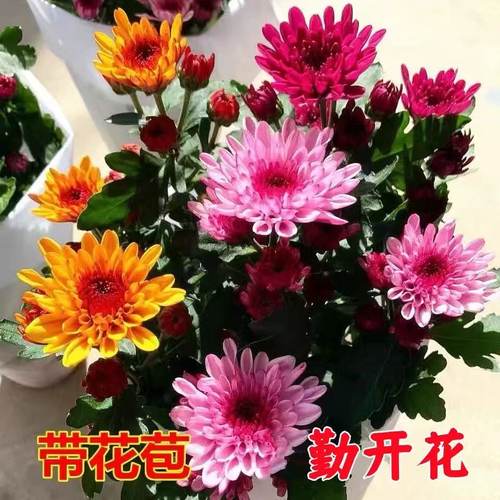 千头菊花苗盆栽秋菊乒乓菊四季观赏食用菊花室内外绿植花卉荷兰菊