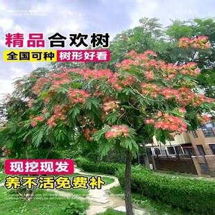 耐寒合欢花树苗绒花树银叶金芙蓉花苗别墅庭院南北方种植盆栽地栽