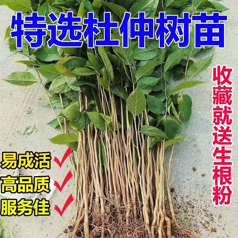 中药材树苗杜仲树苗木庭院盆栽绿
