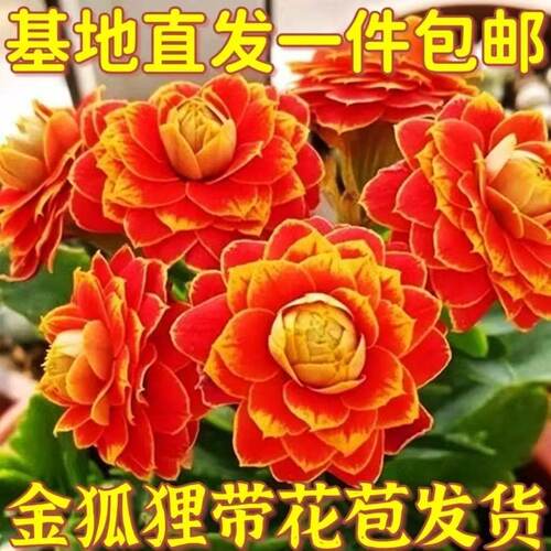 带花苞长寿花大花巴黎重瓣大花宫灯金狐狸鹿角长寿花盆栽绿植花草