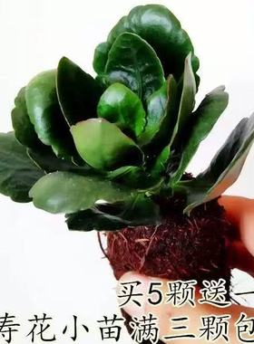 精品长寿花小苗花卉重瓣单瓣大花金狐狸鹿角长寿花苗四季绿植室内