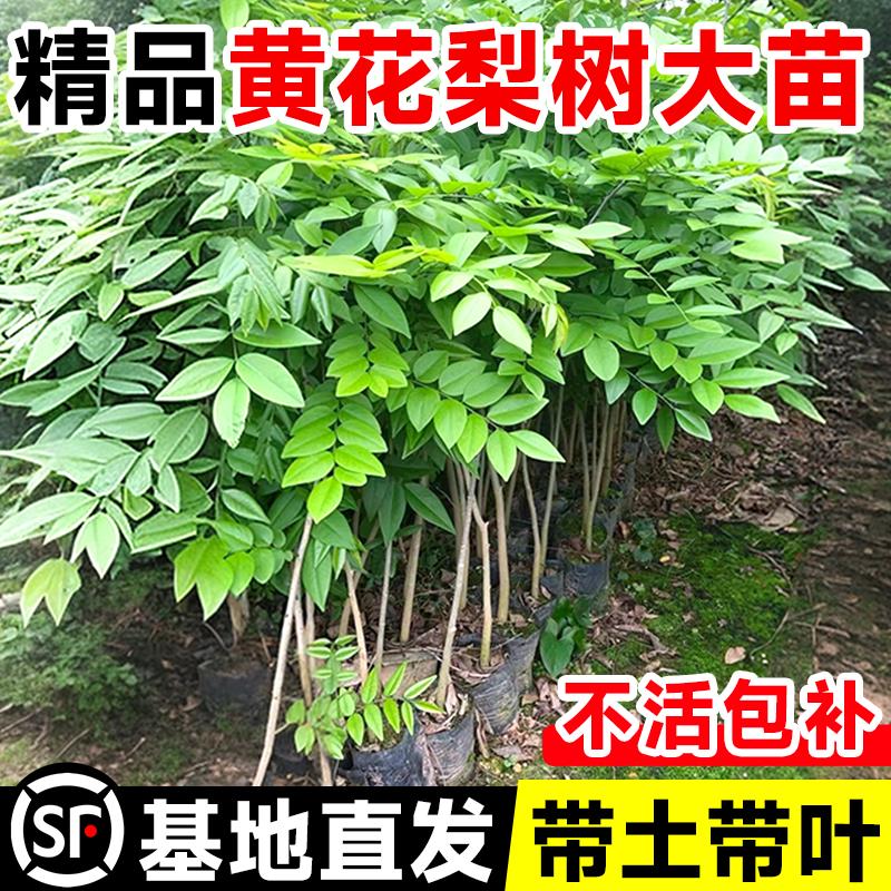 黄花梨树苗小叶紫檀庭院南北方四季种植海南正宗名贵苗木盆栽地栽