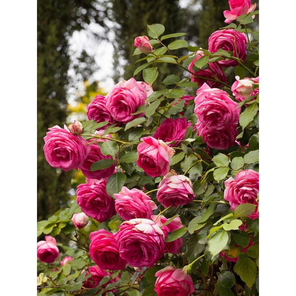 深粉龙沙宝石月季花苗盆栽特大花浓香四季庭院阳台花卉爬藤蔷薇花