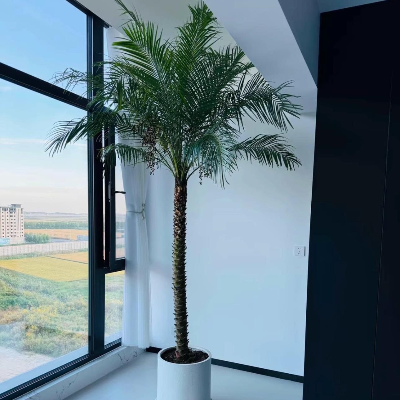 美丽的针葵树原布袋盆栽室内外客厅阳台庭院地栽棕榈好养网红植物